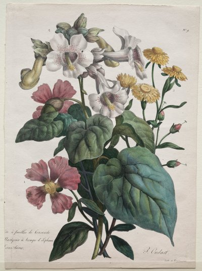 動物界の主要な種を含む自然史コース...、1825年。 作： Gottfried or Godefroy Engelmann