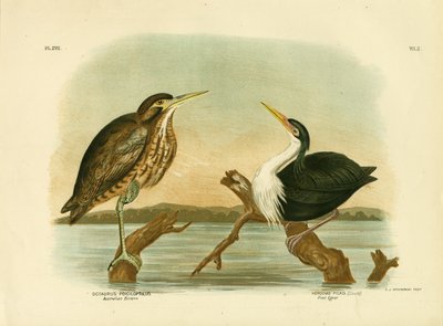 オーストラリアのにがり、1891年 作： Gracius Broinowski