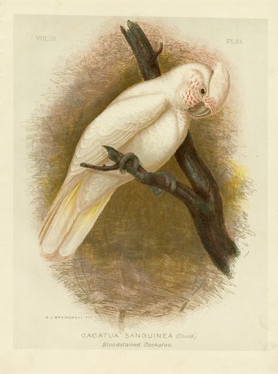 血に染まったコカトゥー、1891年 作： Gracius Broinowski