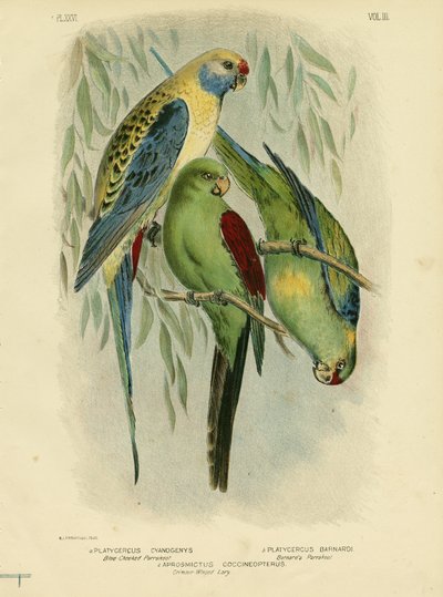 青頬のインコ、1891年 作： Gracius Broinowski
