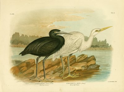 ブルーリーフヘロン、1891年 作： Gracius Broinowski