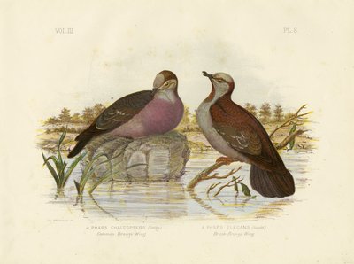 一般的なブロンズウィング、1891年 作： Gracius Broinowski