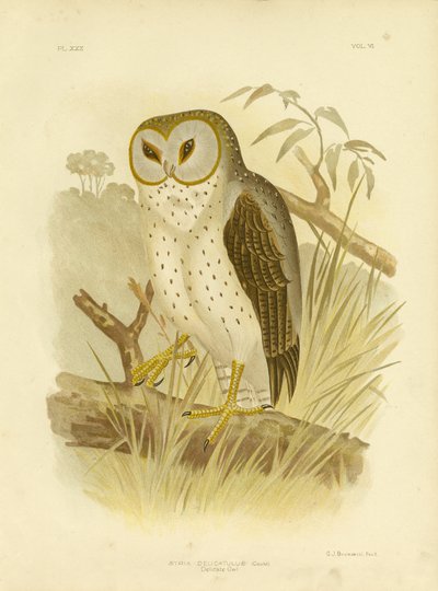 繊細なフクロウ、1891 作： Gracius Broinowski