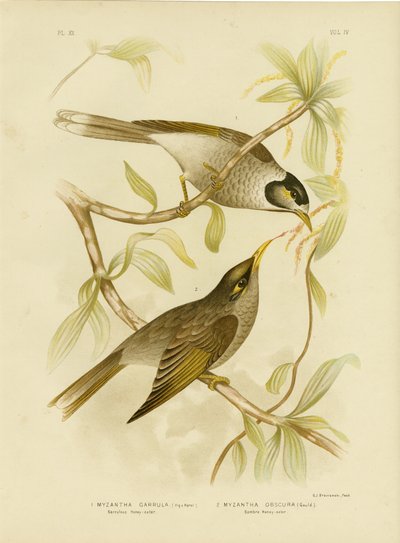 Garrulous HoneyeaterまたはNoisy Miner、1891 作： Gracius Broinowski