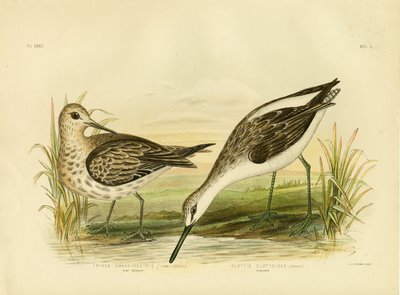 グレートサンドパイパー、1891 作： Gracius Broinowski