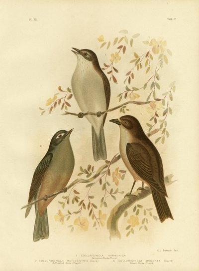 調和のとれたモズク、または灰色のモズク、1891年 作： Gracius Broinowski
