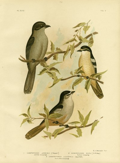 ジャーディンカンペファガまたは一般的なセミの鳥、1891年 作： Gracius Broinowski