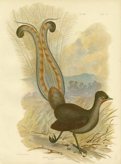 Lyrebird、1891 作： Gracius Broinowski