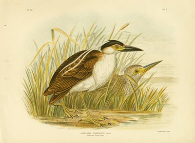 Nankean Night HeronまたはNankeen Night Heron、1891 作： Gracius Broinowski