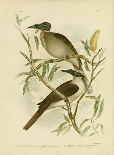 騒々しいFriarbird、1891年 作： Gracius Broinowski