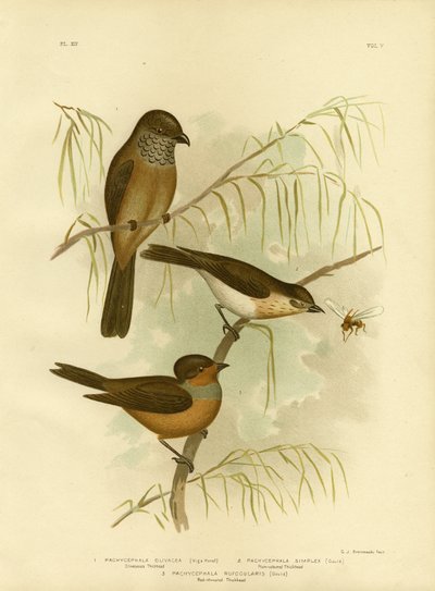 Olivaceous Thickhead Or Olive Whistler、1891 作： Gracius Broinowski
