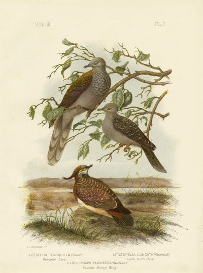 平和な鳩、1891 作： Gracius Broinowski