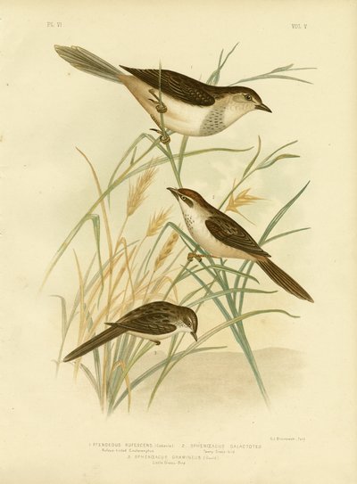 Rufous-Tinted Cincloramphus Or Rufous Songlark、1891 作： Gracius Broinowski