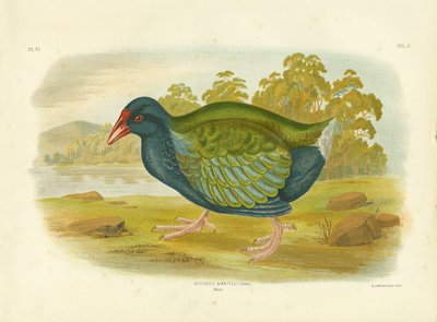 高河、1891 作： Gracius Broinowski