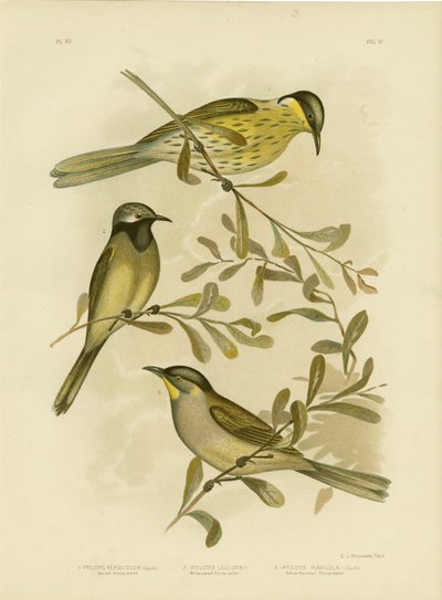 多彩なハニーイーター、1891 作： Gracius Broinowski