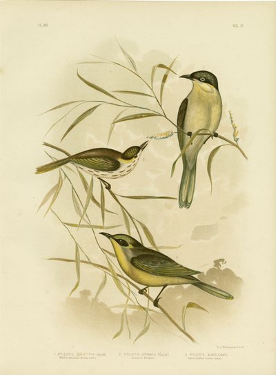 Wattle-Cheeked HoneyeaterまたはPurple-Gaped Honeyeater、1891 作： Gracius Broinowski