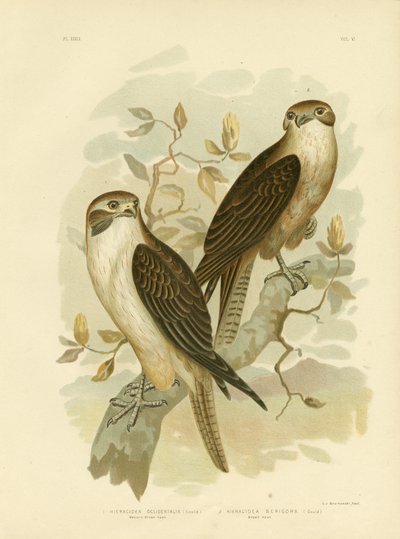 ウエスタンブラウンホーク、1891年 作： Gracius Broinowski