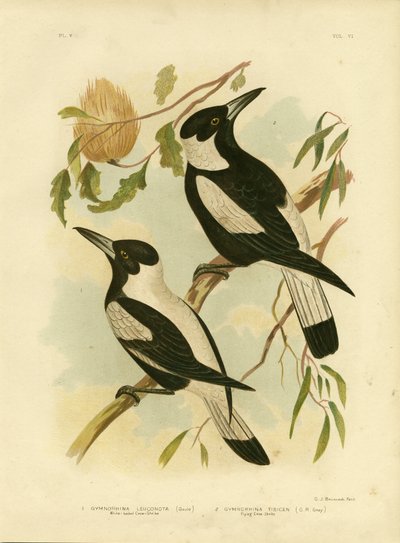 白背景のカラスモズ、1891年 作： Gracius Broinowski
