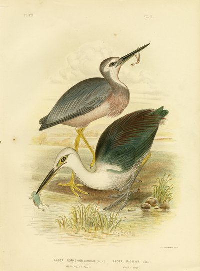 白い顔をしたヘロン、1891年 作： Gracius Broinowski