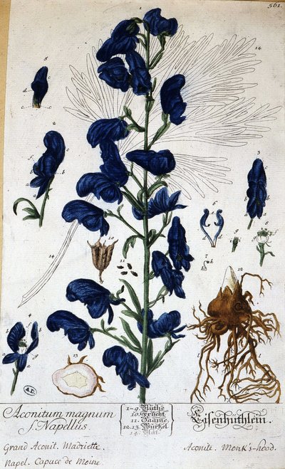 大粒のトリカブト（aconitum magnum） - グランビル作「花のアニメーション」（n.d.19）にて。 作： Grandville