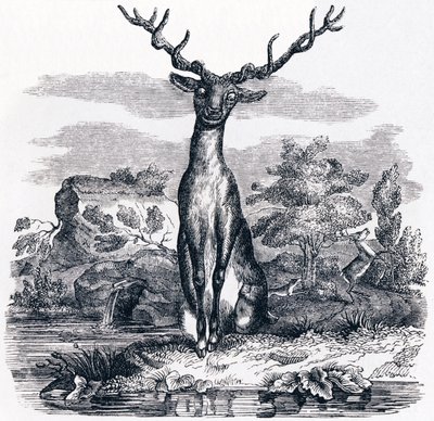 水の中で自分を見ている鹿（Le cerf se voyant dans l