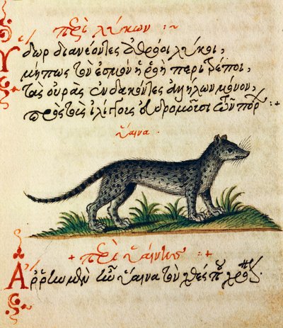 ハイエナに関する論考 アエリアヌス著『De animalium natura et proprietate libellus』のテストとミニチュア（紀元2～3世紀 作： Greek School