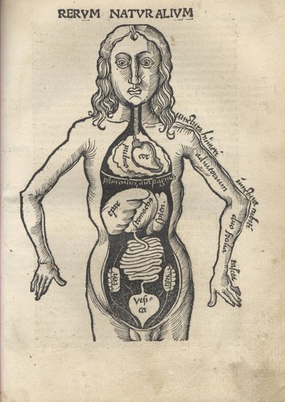 元パール。解剖学、1504 作： Gregor Reisch