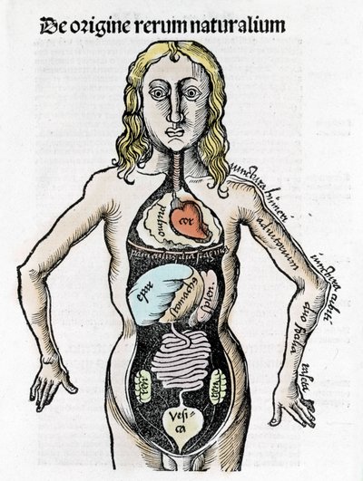 人体の断面図-グレゴール・ライシュ（1467-1525）の「マルガリータ哲学」の中で、ベール1517。 作： Gregor Reisch