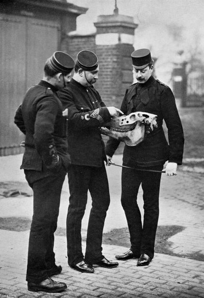 獣医のデモ、1st Life Guards、1896 作： Gregory and Co