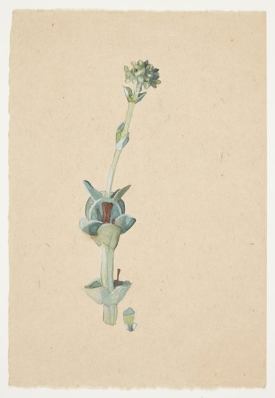 花の研究 作： Gudrun Traustedt