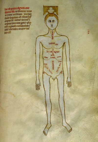 解剖学および外科委員会: 男性器官の局在。 1345年頃のギ・デ・パヴィアによる「「ガリアの書物から抽出された、フランクの7番目の王であるリベルの著名人フィリピ」」で。シャンティリー、コンデ美術館 作： Guido da Vigevano da Pavia