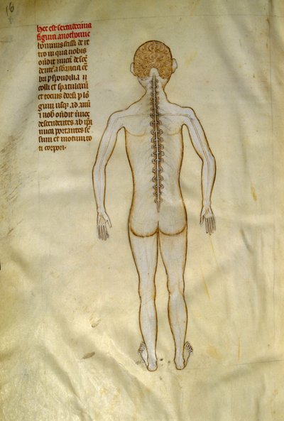 解剖学および外科用ボード: 脊髄 (脊柱の椎骨内)。 1345年頃のギ・デ・パヴィアによる「「ガリアの書物から抽出された、フランクの7番目の王であるリベルの著名人フィリピ」」で。シャンティリー、コンデ美術館 作： Guido da Vigevano da Pavia