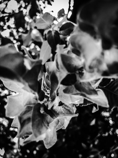  作： Guilherme Pontes