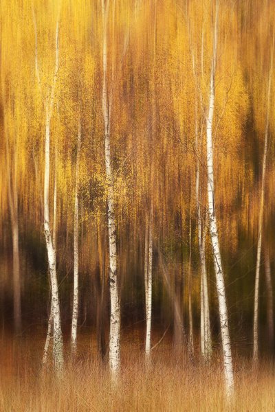  作： Gustav Davidsson