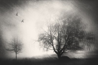  作： Gustav Davidsson