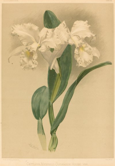 Cattleya Mendelii Quorndon House Var. 作： Gustav Leutzsch after Henry George Moon