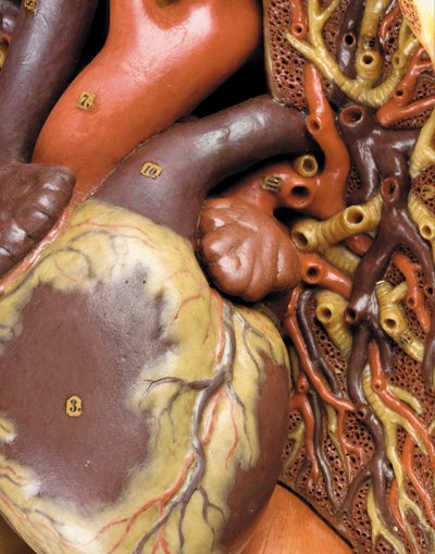 男性の解剖学的ecorcheモデルの詳細、筋肉、動脈、静脈、循環、神経系を表示 作： Gustav Zeiller
