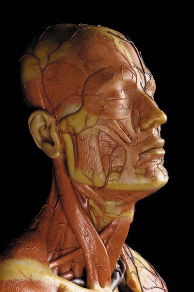 筋肉、動脈、静脈、循環系、神経系を表現した男性解剖学的エコルシュモデルのディテール（ワックス）（469823～469827も参照 作： Gustav Zeiller