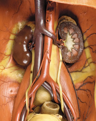 筋肉、動脈、静脈、循環系、神経系を表現した男性解剖学的エコルシュモデルのディテール（ワックス）（469822～469827も参照）。 作： Gustav Zeiller