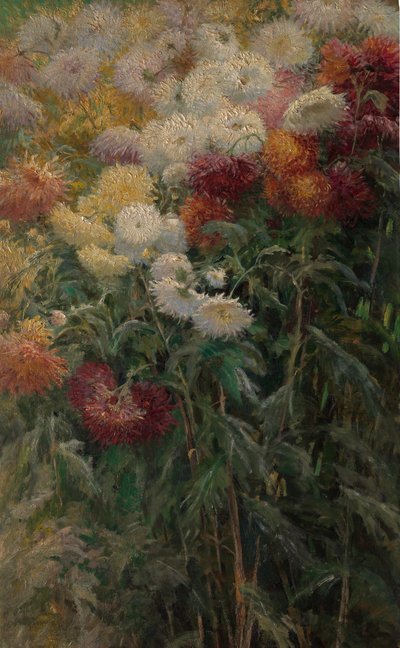 プティジェヌヴィリエの庭園に咲く菊、1893年。 作： Gustave Caillebotte