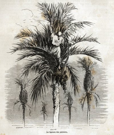 1862年にCh.Davillierとスペインを訪れた際にGustave Dore(1832-1883)が描いたもの。これは1862年にCh. 作： Gustave Dore