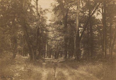Bas-Bréau、フォンテーヌブローの森 作： Gustave Le Gray