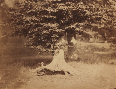 ブナの木、フォンテーヌブローの森 作： Gustave Le Gray