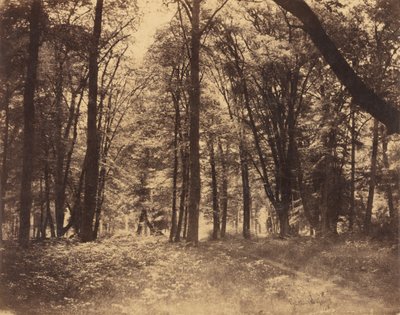 森の情景 作： Gustave Le Gray