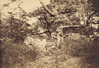 レピーヌ十字路近くのニワトコの木 作： Gustave Le Gray