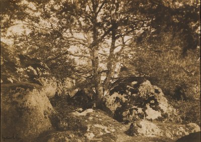 [樫の木と岩、フォンテーヌブローの森]、1849-52。 作： Gustave Le Gray