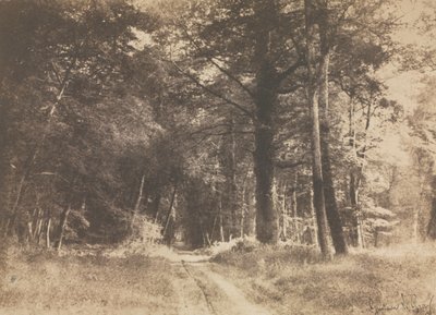 フォンテンブローの森の小道、1849年-1852年。 作： Gustave Le Gray