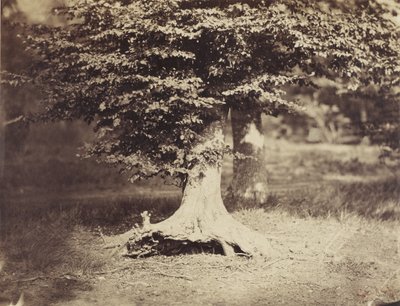 ブナの木、1855-7年頃（モノクロ写真 作： Gustave Le Gray