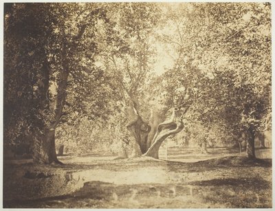 木、フォンテーヌブローの森 作： Gustave Le Gray