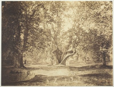 木、フォンテーヌブローの森、c。 1856年。 作： Gustave Le Gray